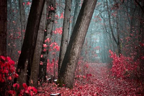 A Floresta Misteriosa de Yunlong: Descubra um Refúgio Natural Incrível na China!