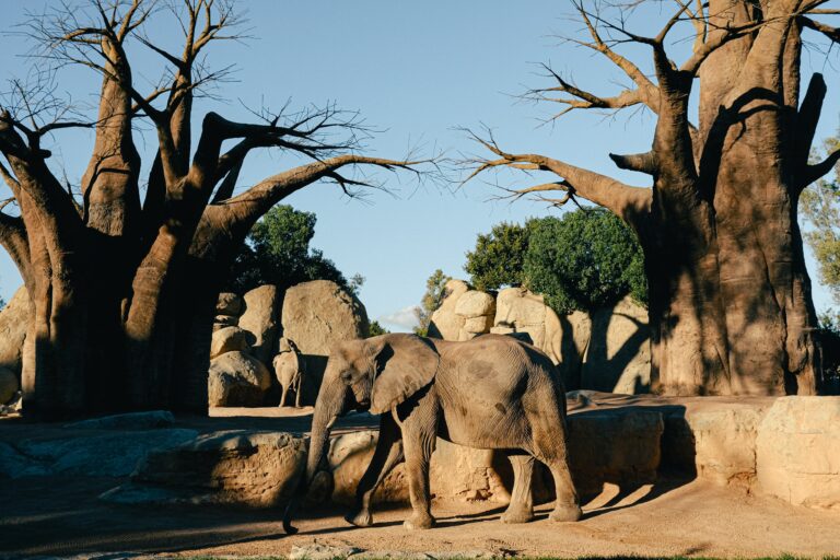 8 niezwykłych faktów na temat baobabu